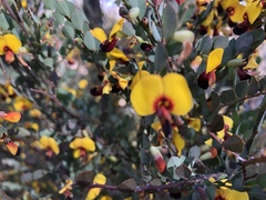 Bossiaea rhombifolia