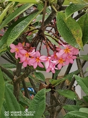 Plumeria rubra