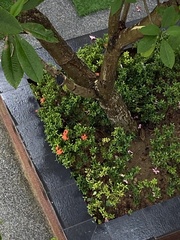 Ixora chinensis