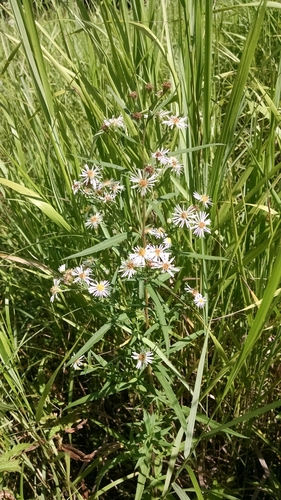 Symphyotrichum X longulum