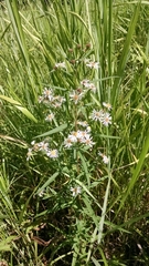 Symphyotrichum × longulum