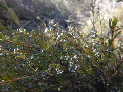 Logania linifolia