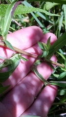 Symphyotrichum × longulum