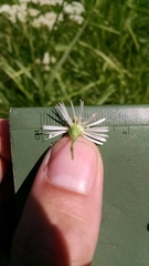 Symphyotrichum × longulum
