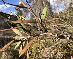 Melaleuca williamsii