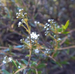 Logania linifolia
