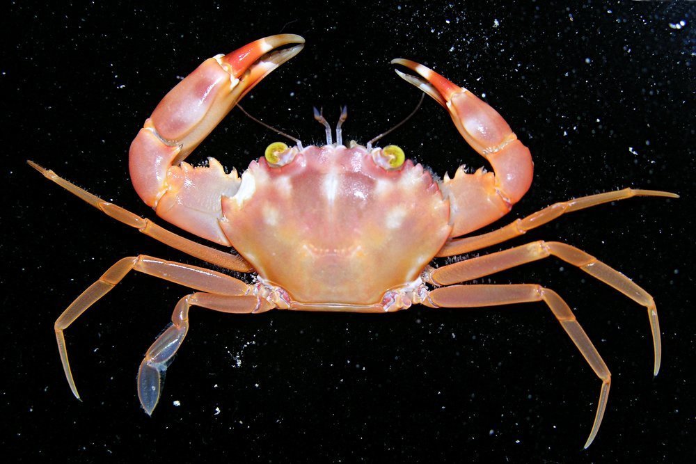 Carupa