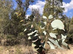 Eucalyptus bridgesiana