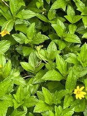 Sphagneticola trilobata