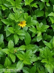 Sphagneticola trilobata