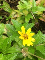 Sphagneticola trilobata