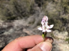 Wurmbea biglandulosa