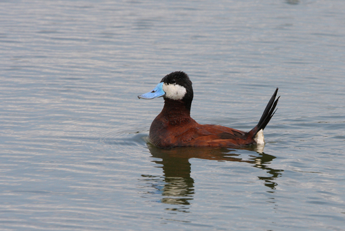 Malvasía canela (Oxyura jamaicensis)