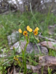 Diuris palustris