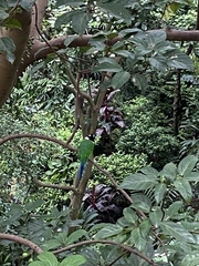 Psarisomus dalhousiae