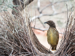 Chlamydera guttata