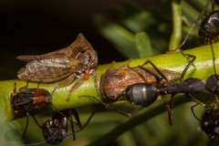 Oxyrhachis