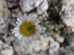 Erigeron vagus