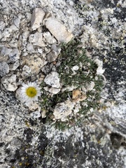 Erigeron vagus