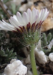 Erigeron vagus