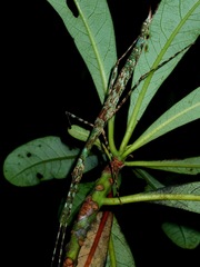 Rhamphosipyloidea