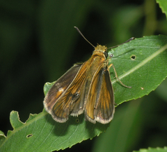 Thymelicus sylvaticus