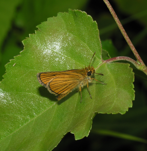 Thymelicus sylvatica