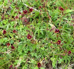 Potentilla haematochrous