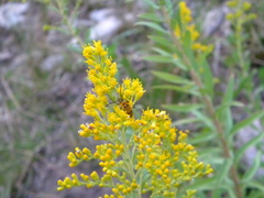 Chauliognathus erratus