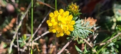 Dillwynia floribunda