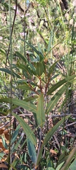 Angophora crassifolia