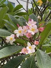 Plumeria rubra