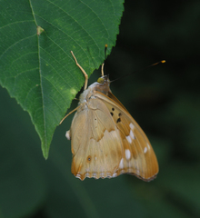 Apatura ilia praeclara