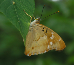 Apatura ilia praeclara