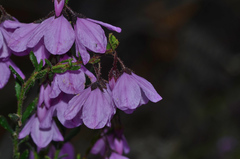 Tetratheca labillardierei