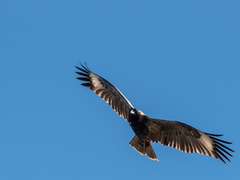 Hamirostra melanosternon