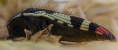 Acmaeodera amabilis