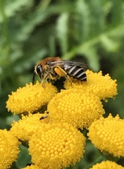 Colletes daviesanus