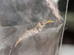 Macrobrachium asperulum