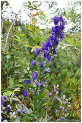 Aconitum variegatum