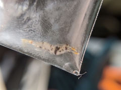 Macrobrachium asperulum