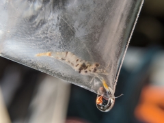 Macrobrachium asperulum