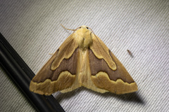 Sabulodes edwardsata