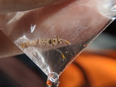 Macrobrachium asperulum