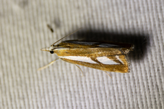 Catoptria latiradiellus