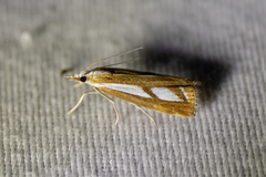 Catoptria latiradiellus