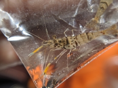 Macrobrachium asperulum