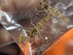 Macrobrachium asperulum