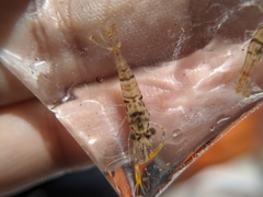 Macrobrachium asperulum