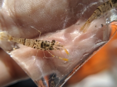 Macrobrachium asperulum